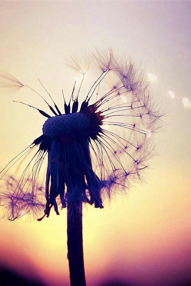 Ảnh Đẹp Làm Hình Nền Đt - HD Wallpaper 