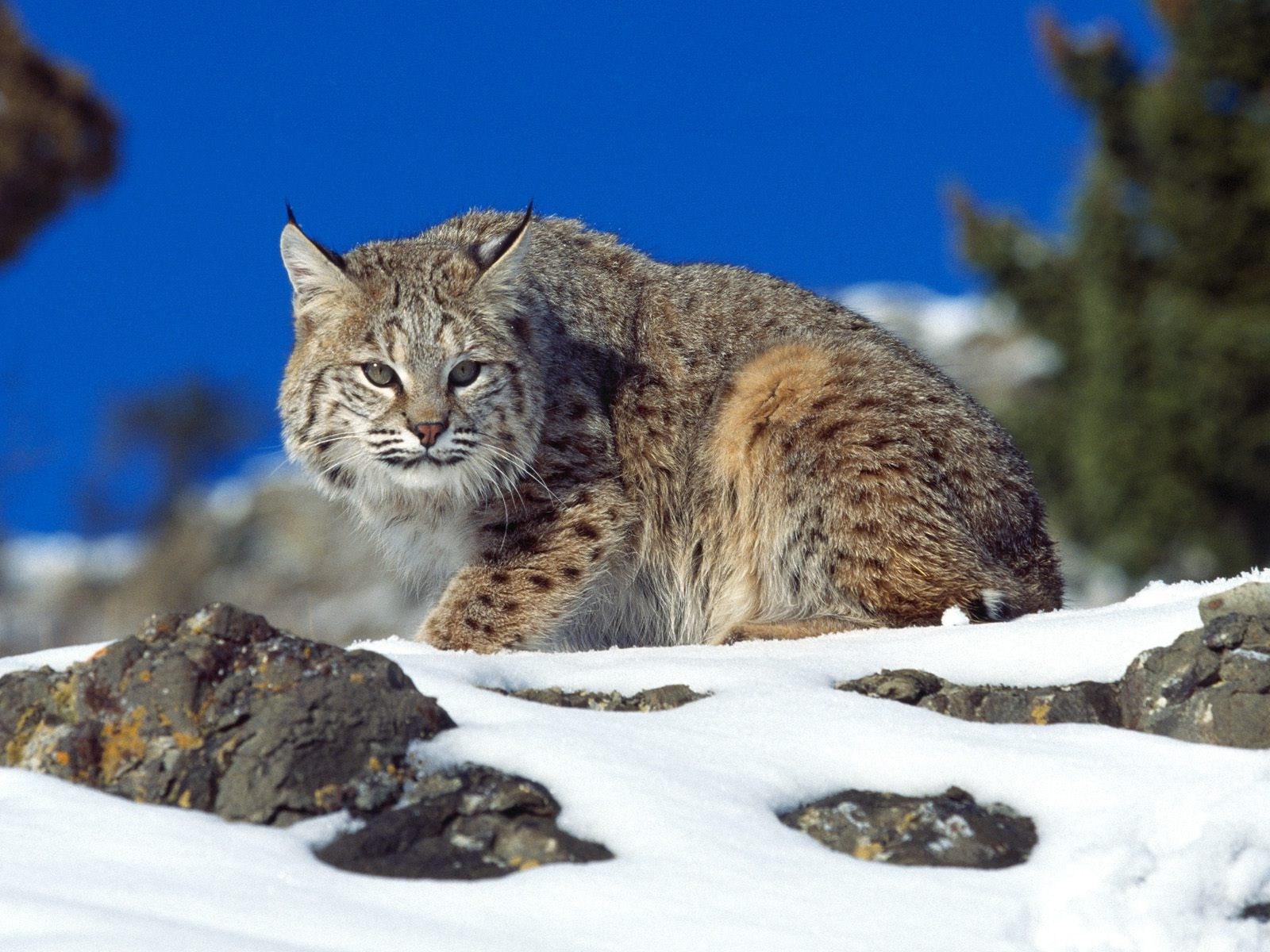 Hd Bobcat Background Wallpaper - Bobcat - HD Wallpaper 