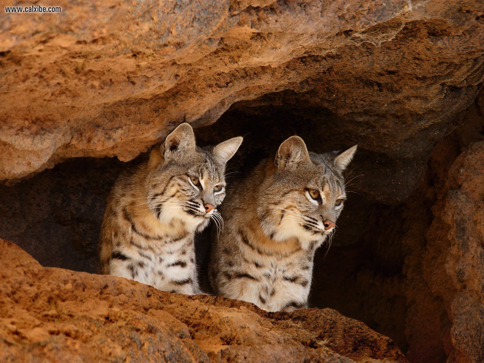 Background Pics Of Bobcats - HD Wallpaper 