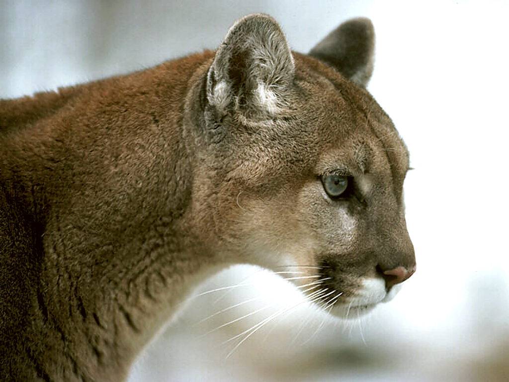 Mountain Lion - HD Wallpaper 