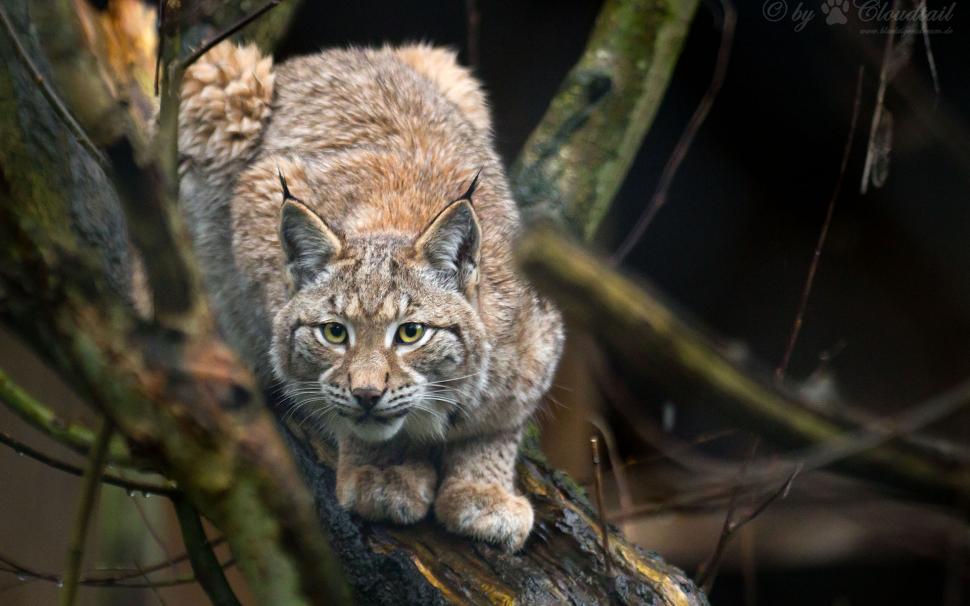 Bobcat Lynx Hd Wallpaper,animals Hd Wallpaper,lynx - Lynx Hd - HD Wallpaper 