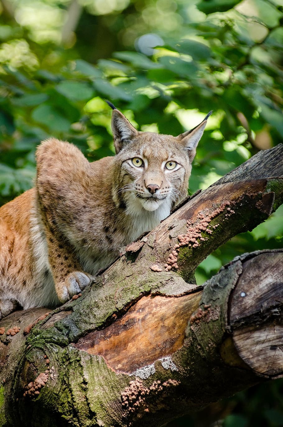 Focus Photo Of Brown Wild Cat, Lynx, Bobcat, Wildlife, - Lynx Mathias Appel - HD Wallpaper 