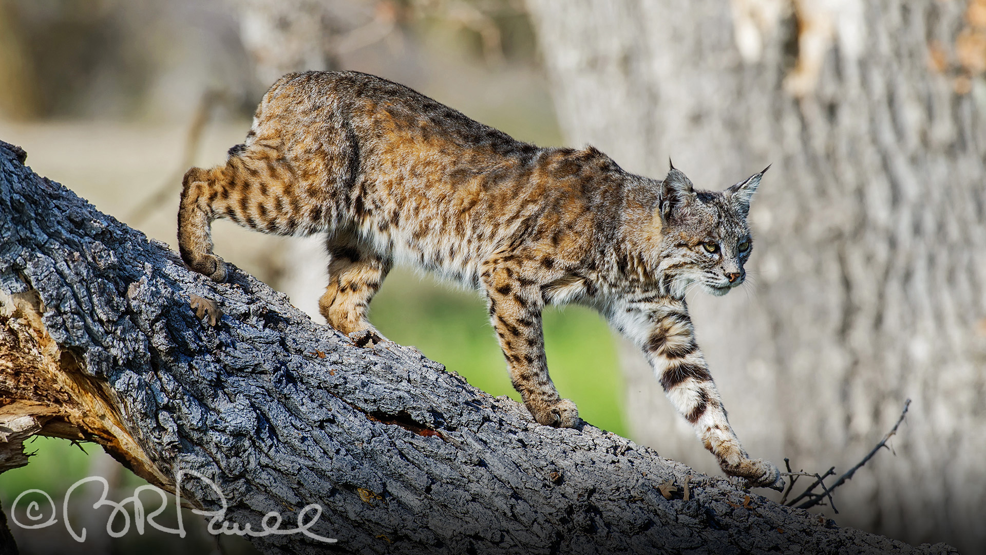 Egyptian Mau - HD Wallpaper 