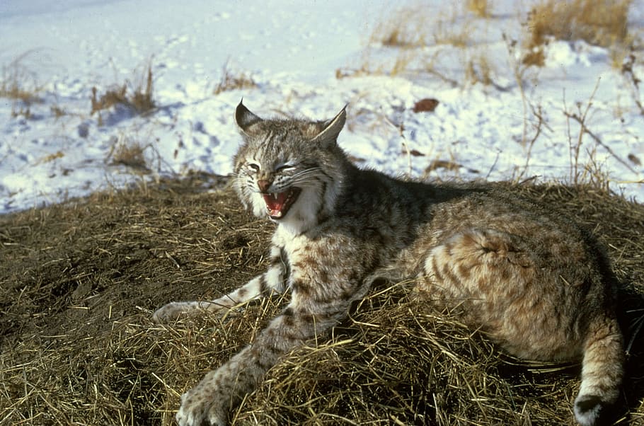 Bobcat, Feline, Wildlife, Nature, Big Cat, Lynx, Snow, - Animal Bobcat - HD Wallpaper 
