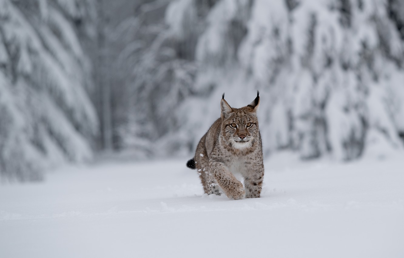 Photo Wallpaper Winter, Forest, Snow, The Snow, Lynx - Lynx Winter - HD Wallpaper 