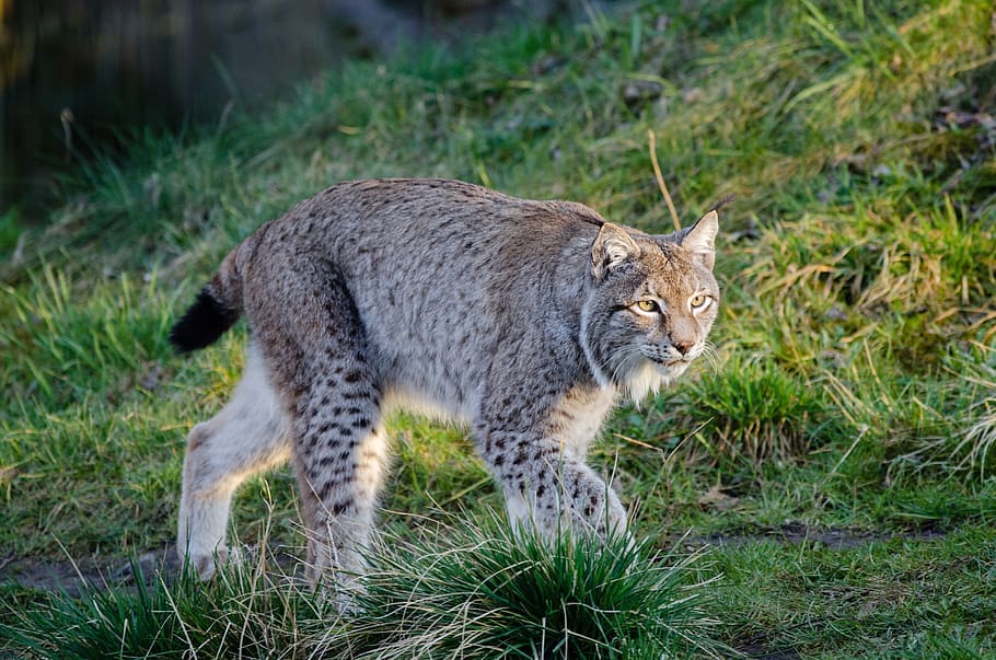 Feline Animal On Grass, Lynx, Bobcat, Wildlife, Predator, - Bobcat Wild Cats Texas - HD Wallpaper 