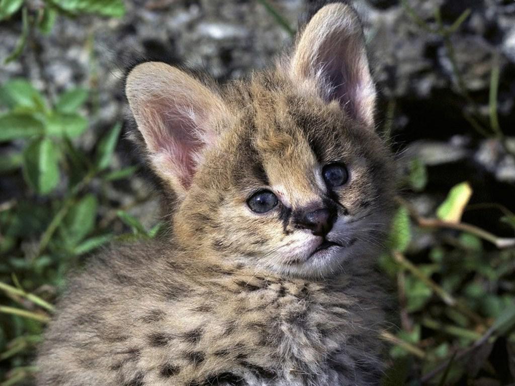 Hd Bobcat Hd Wallpaper - Kitten - HD Wallpaper 