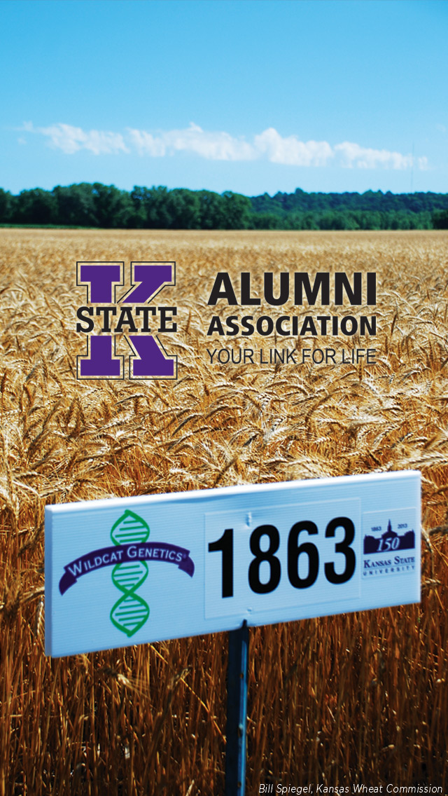 Field - HD Wallpaper 