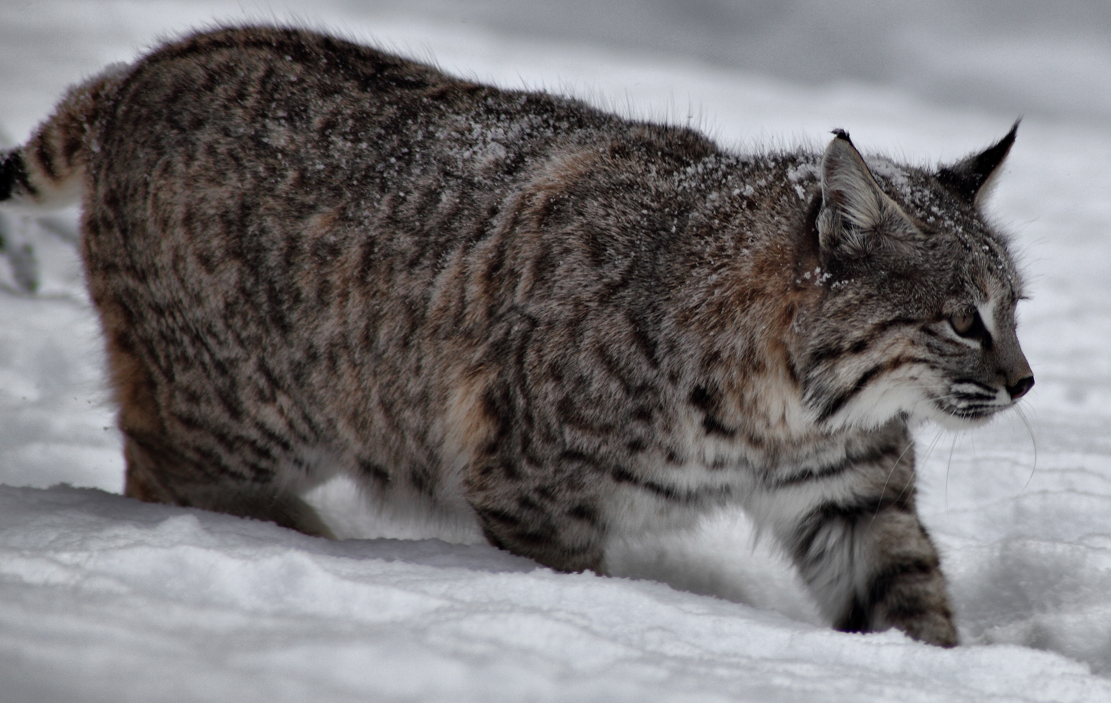 Bobcat Snow Winter - Wild Cats In Ontario - HD Wallpaper 