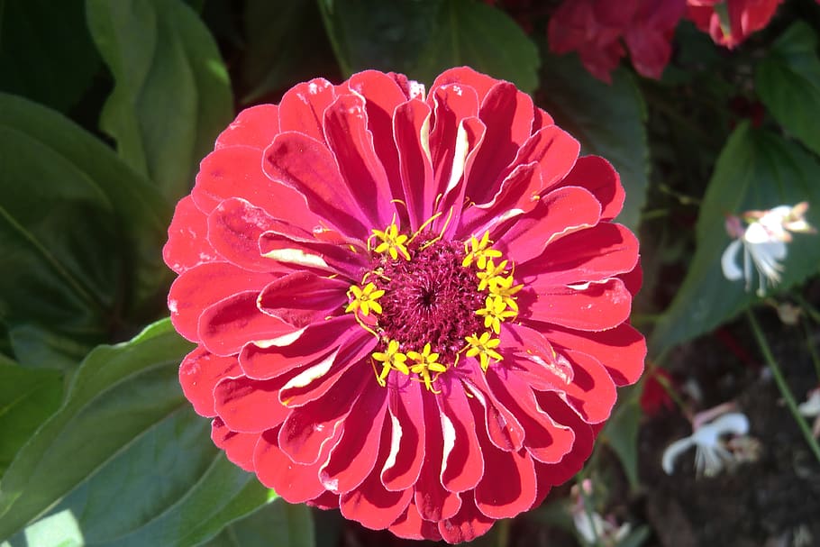 State Garden Show, Castle, Red, Filled, Blossom, Bloom, - Common Zinnia - HD Wallpaper 