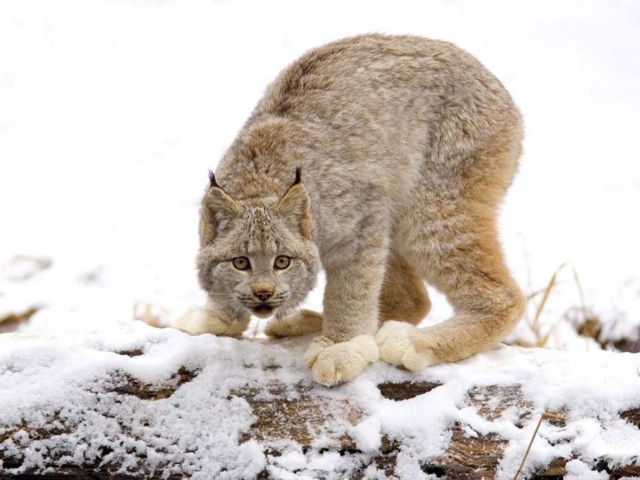 Download Mobile Wallpaper Animals, Winter, Bobcats - Big Cats Of Canada - HD Wallpaper 
