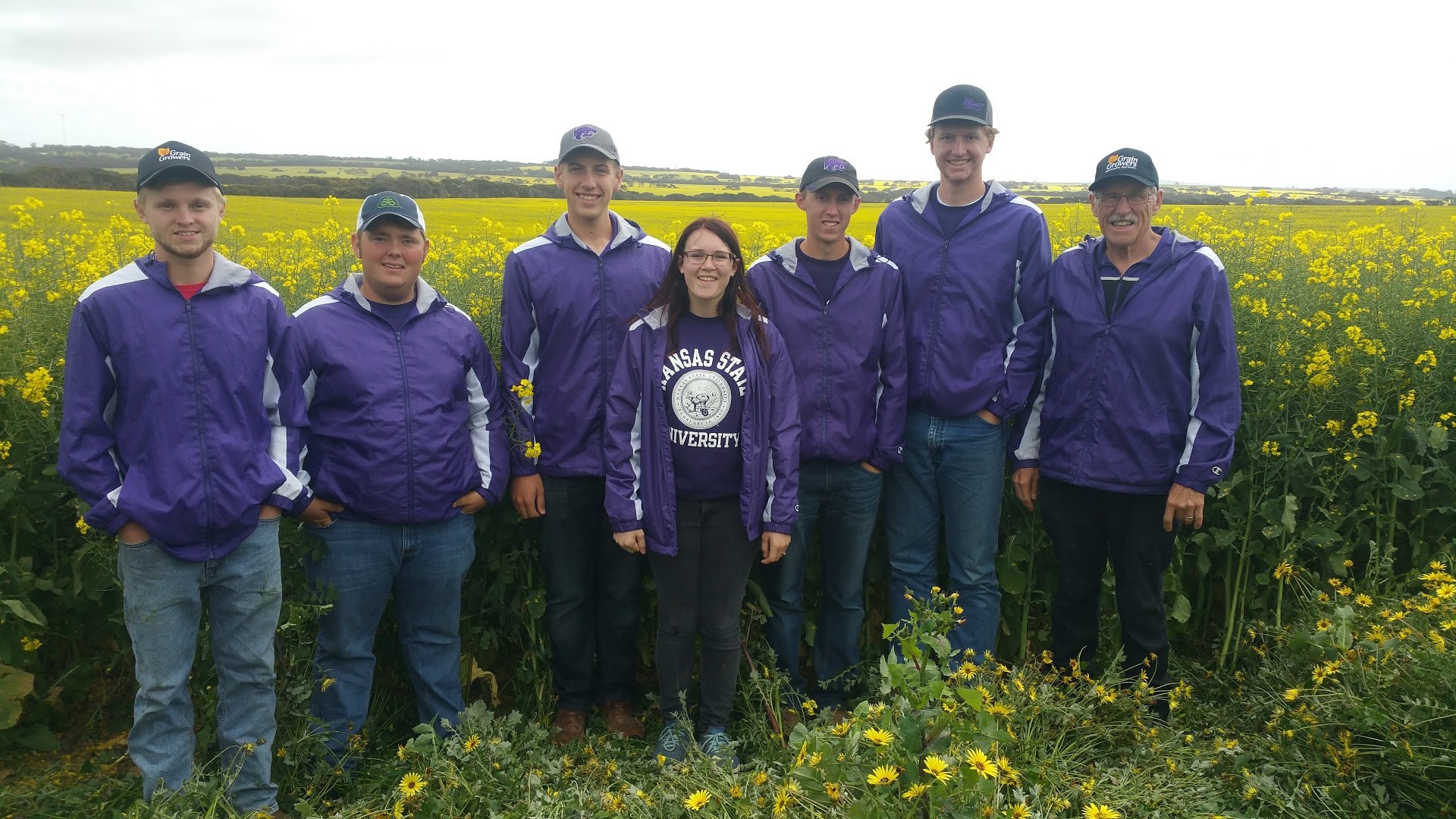 Canola - HD Wallpaper 