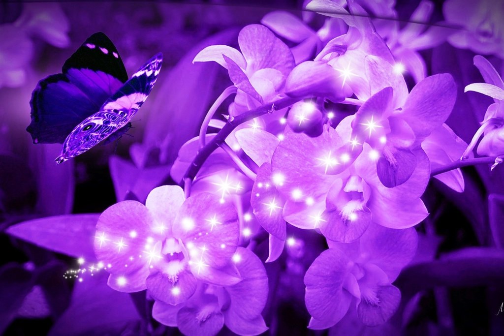 Backrounds For Girls - Орхидеи Обои На Телефон - HD Wallpaper 