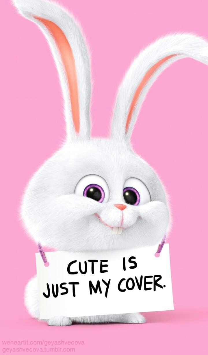 Cute Rabbit - HD Wallpaper 