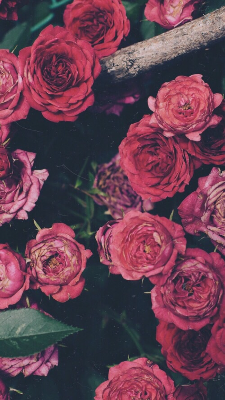 Garden Roses - HD Wallpaper 