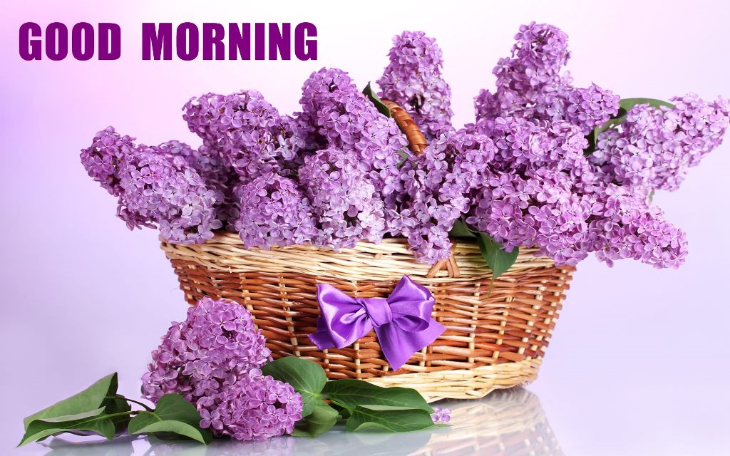 Whatsapp Good Morning Flower - HD Wallpaper 