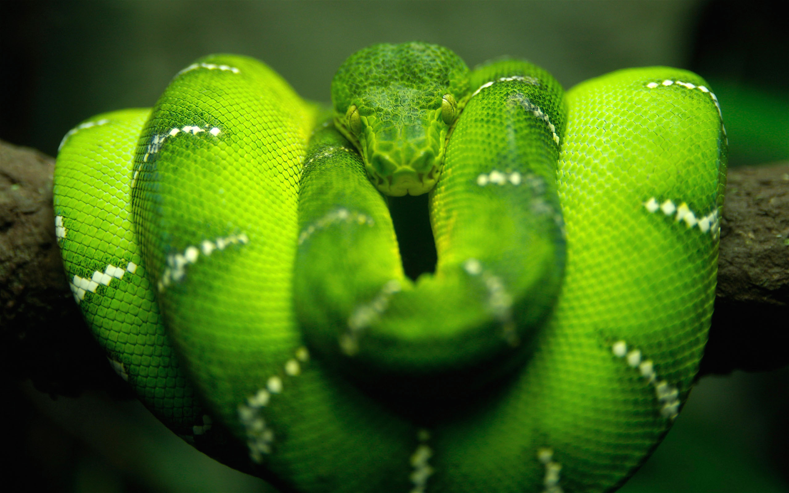 Nice Hd Wallpapers For Facebook 2 - Fond D Ecran Serpent - HD Wallpaper 