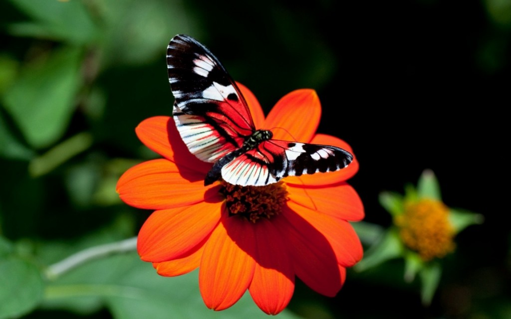 Beautiful Butterflies And Flowers - HD Wallpaper 