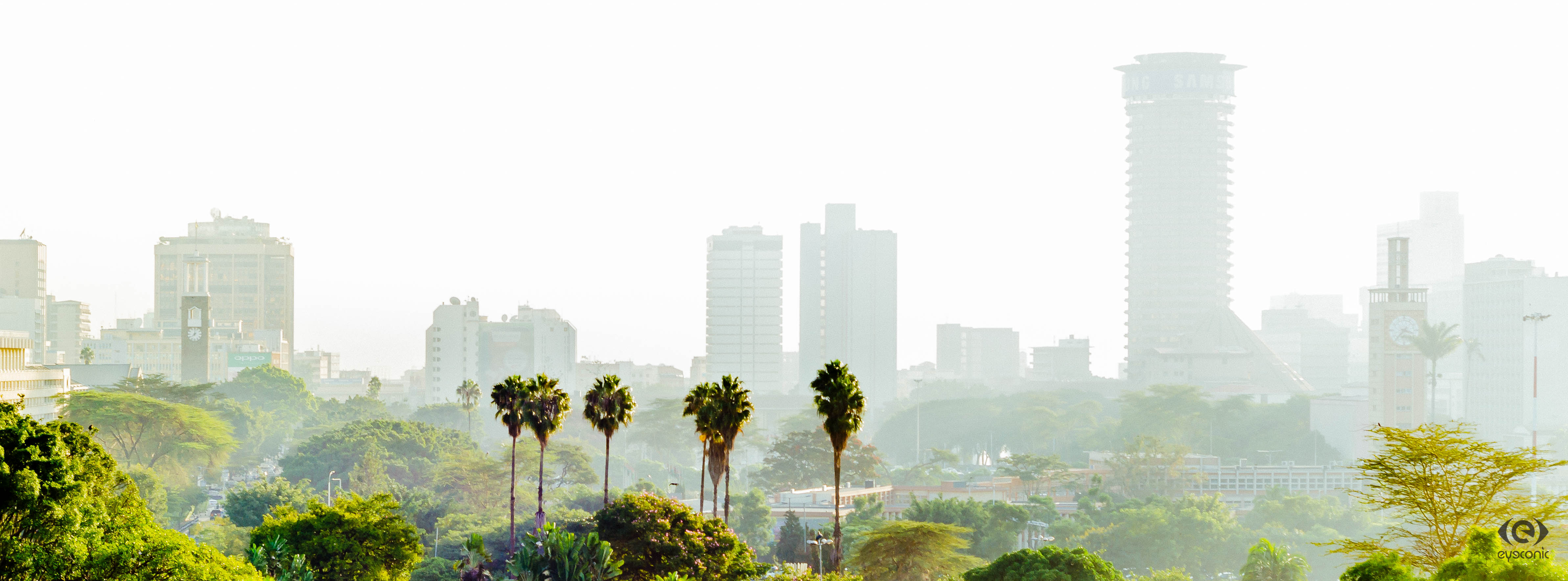 Borassus Flabellifer - HD Wallpaper 