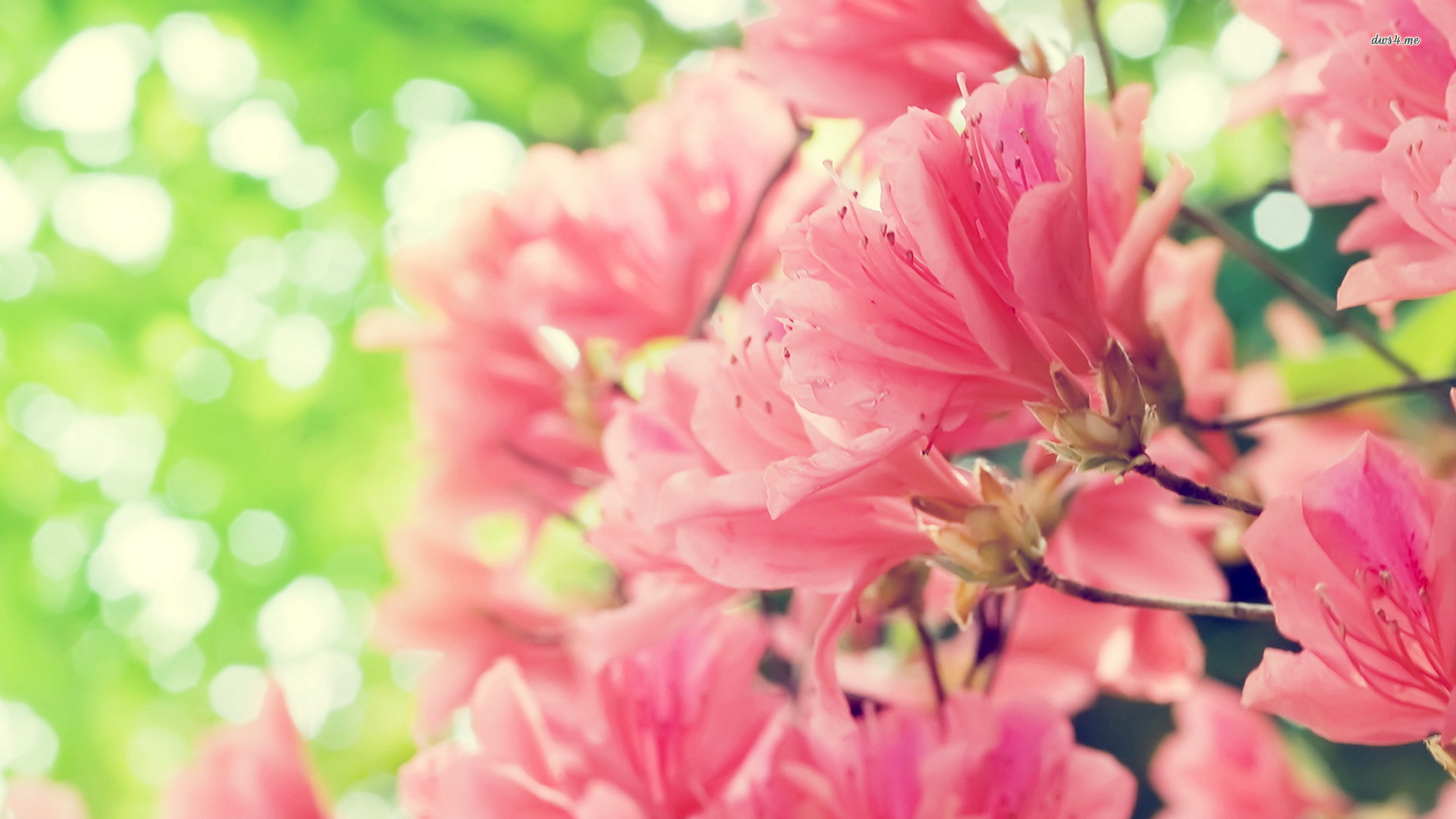Peach Wallpaper Page - Facebook Profile Picture Flowers - 1920x1080 Wallpaper Peach Wallpaper Page - Facebook Profile Picture Flowers - 1920x1080 Wallpaper
