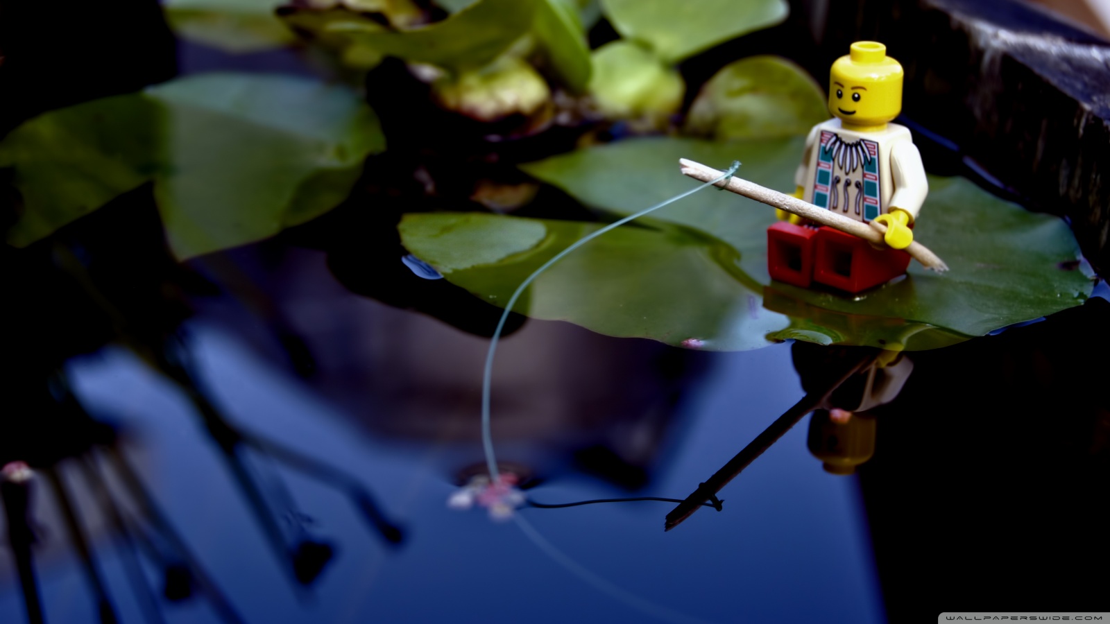 Fish Dp For Whatsapp - HD Wallpaper 