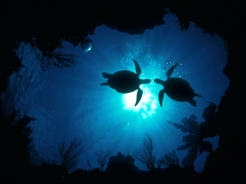 Full Hq Definition, Turtle, Lashell Childress - HD Wallpaper 