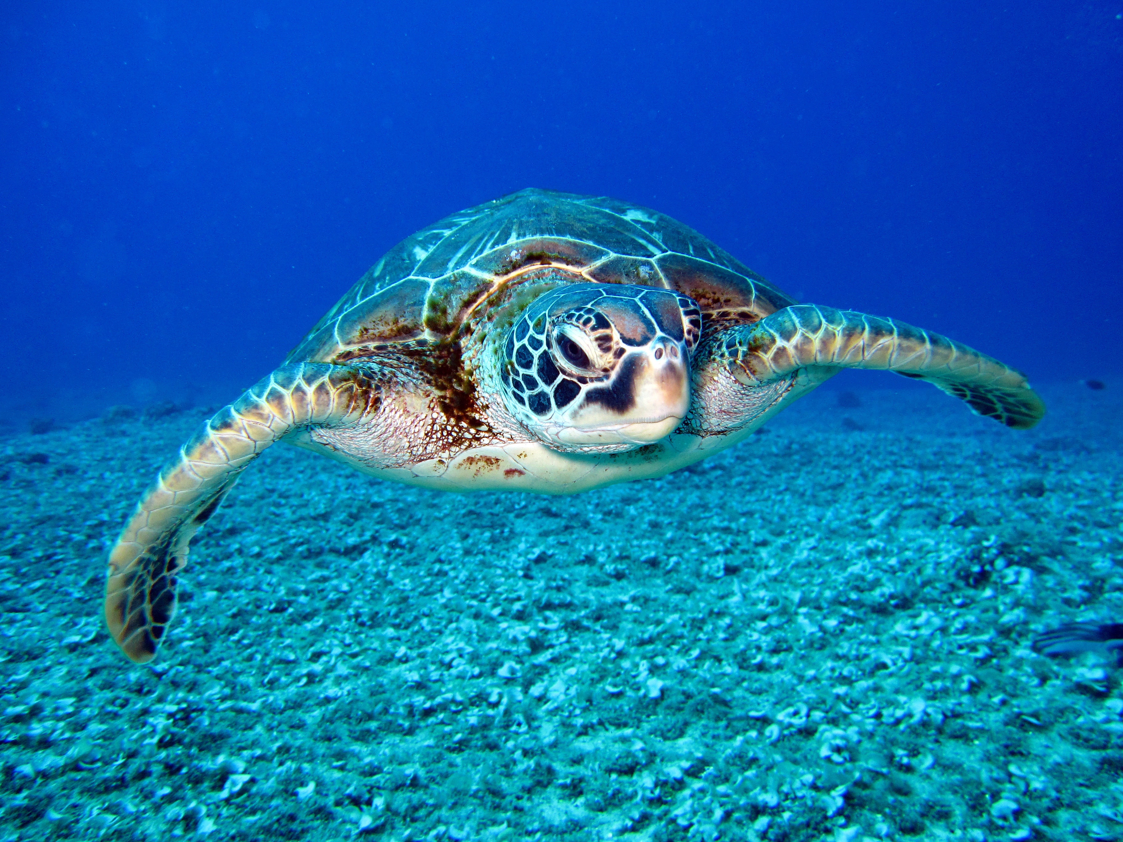 Baby Sea Turtles - HD Wallpaper 