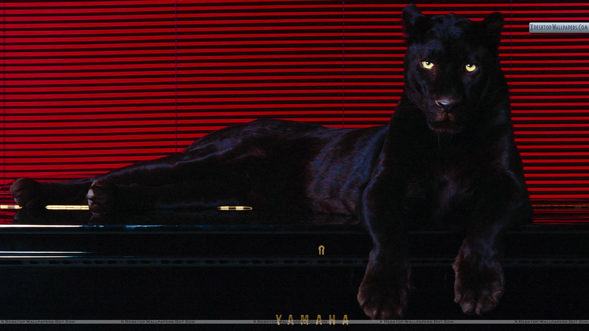 Puma Wallpapers Hd - HD Wallpaper 