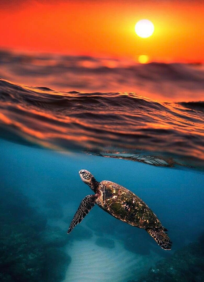 Ocean Baby Sea Turtle - 781x1080 Wallpaper - teahub.io