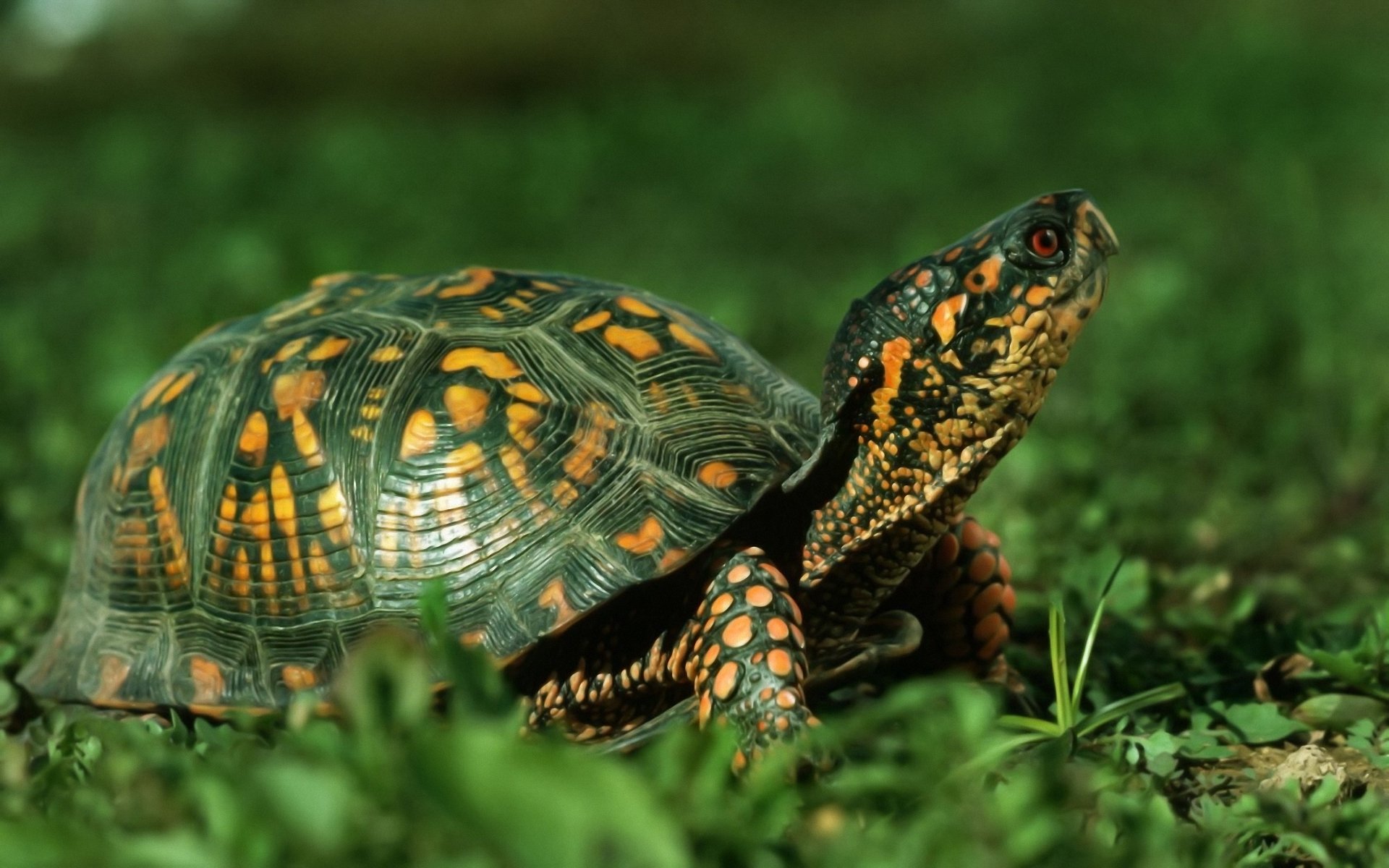 Download Hd Turtle Desktop Wallpaper Id - Hd Tortoise - HD Wallpaper 