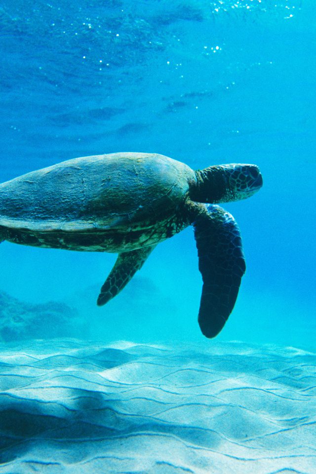 Turtle Sea Ocean Animal Iphone Wallpaper - Turtle - HD Wallpaper 