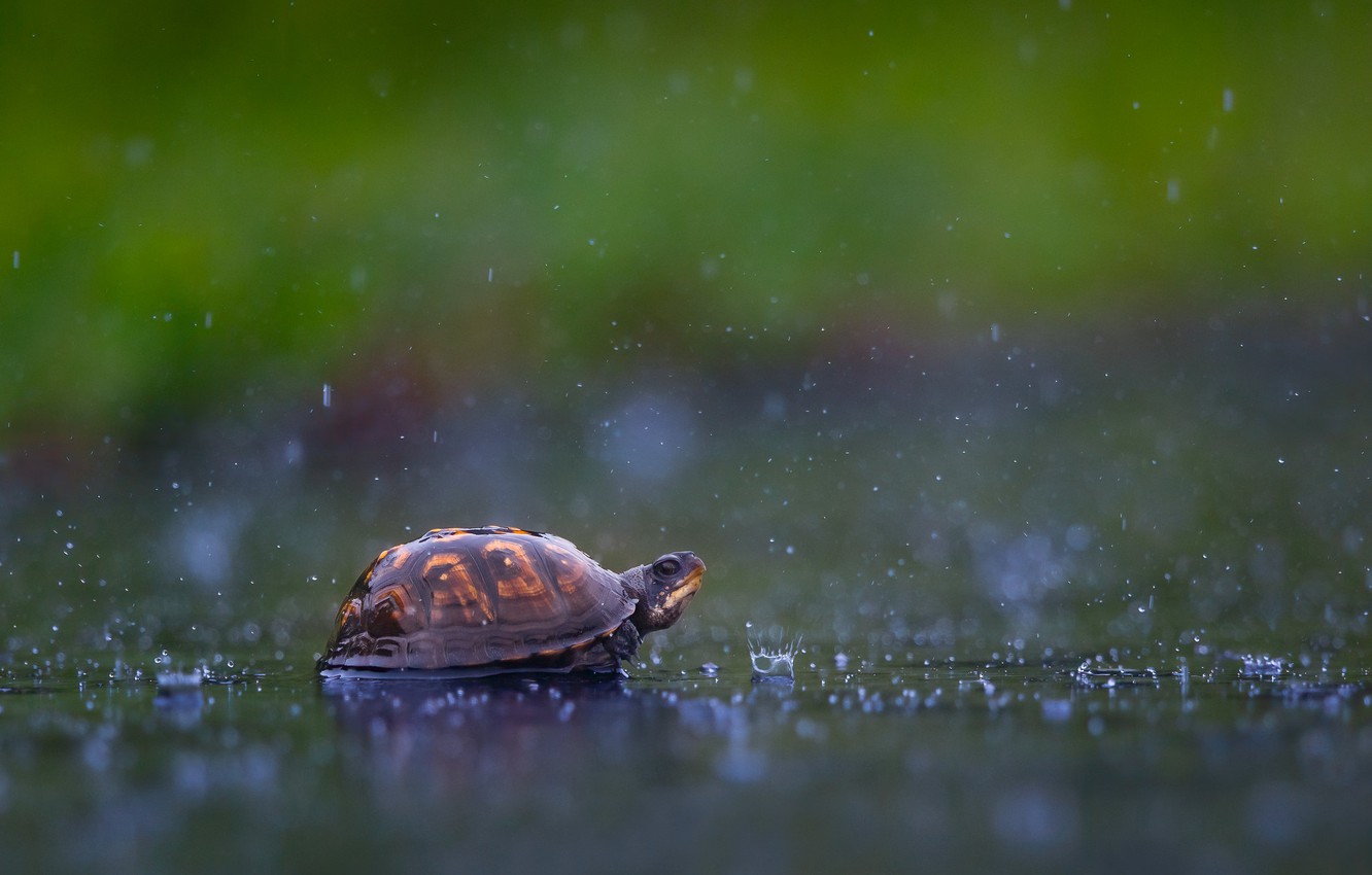 Photo Wallpaper Water, Drops, Squirt, Background, Rain, - Cute Animals In Rain - HD Wallpaper 