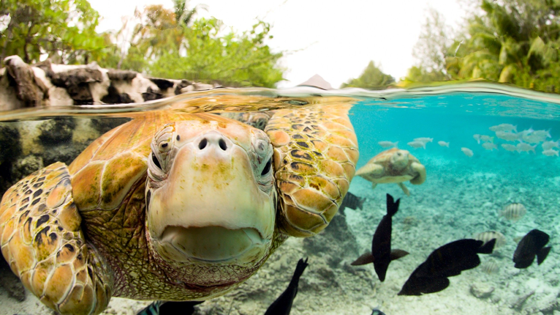 Turtle Hd Wallpapers Turtle Wallpapers Turtle Wallpapers - Kemp's Ridley Sea Turtle - HD Wallpaper 