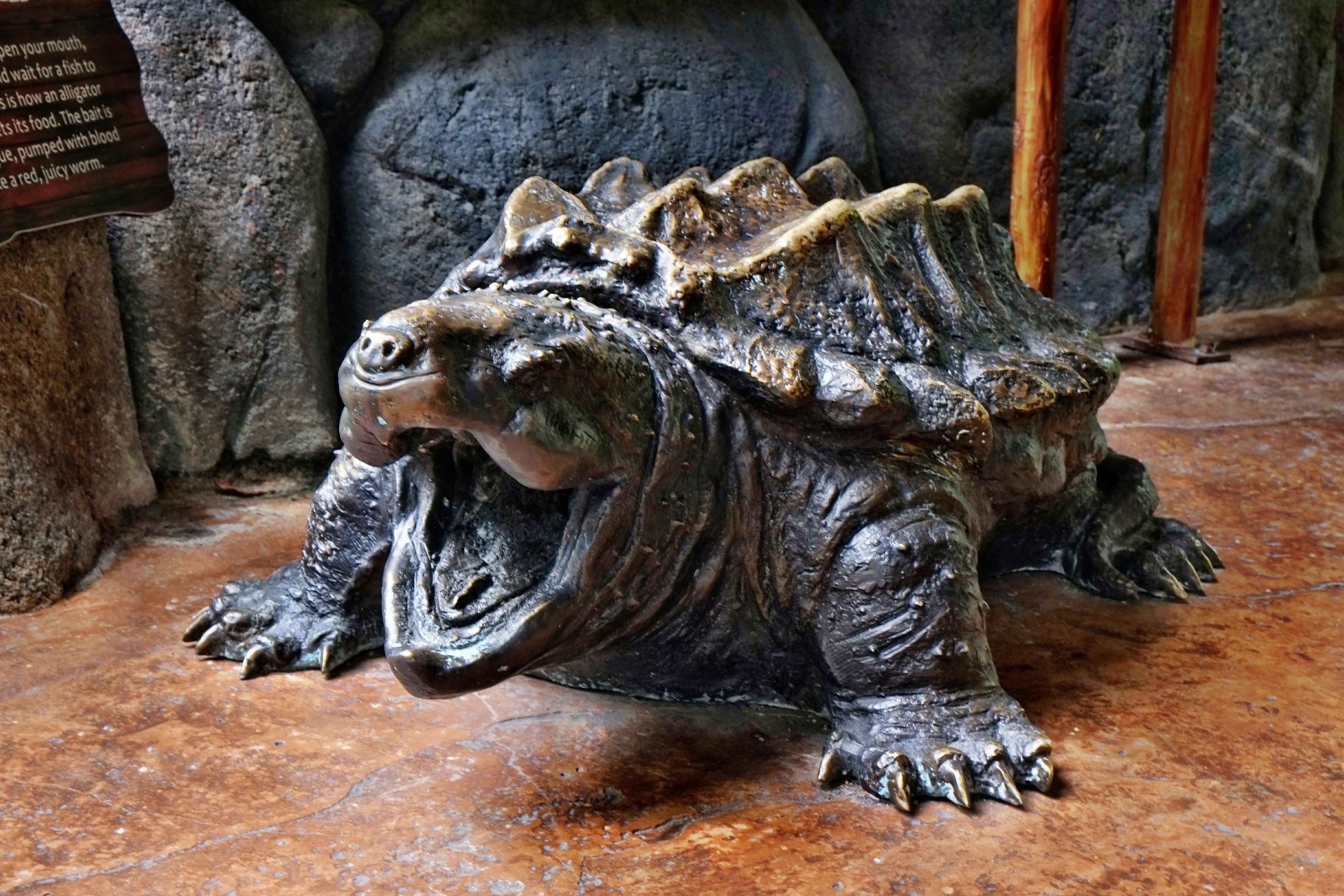 Alligator Snapping Turtle - Alligator Snapping Turtle Background - HD Wallpaper 