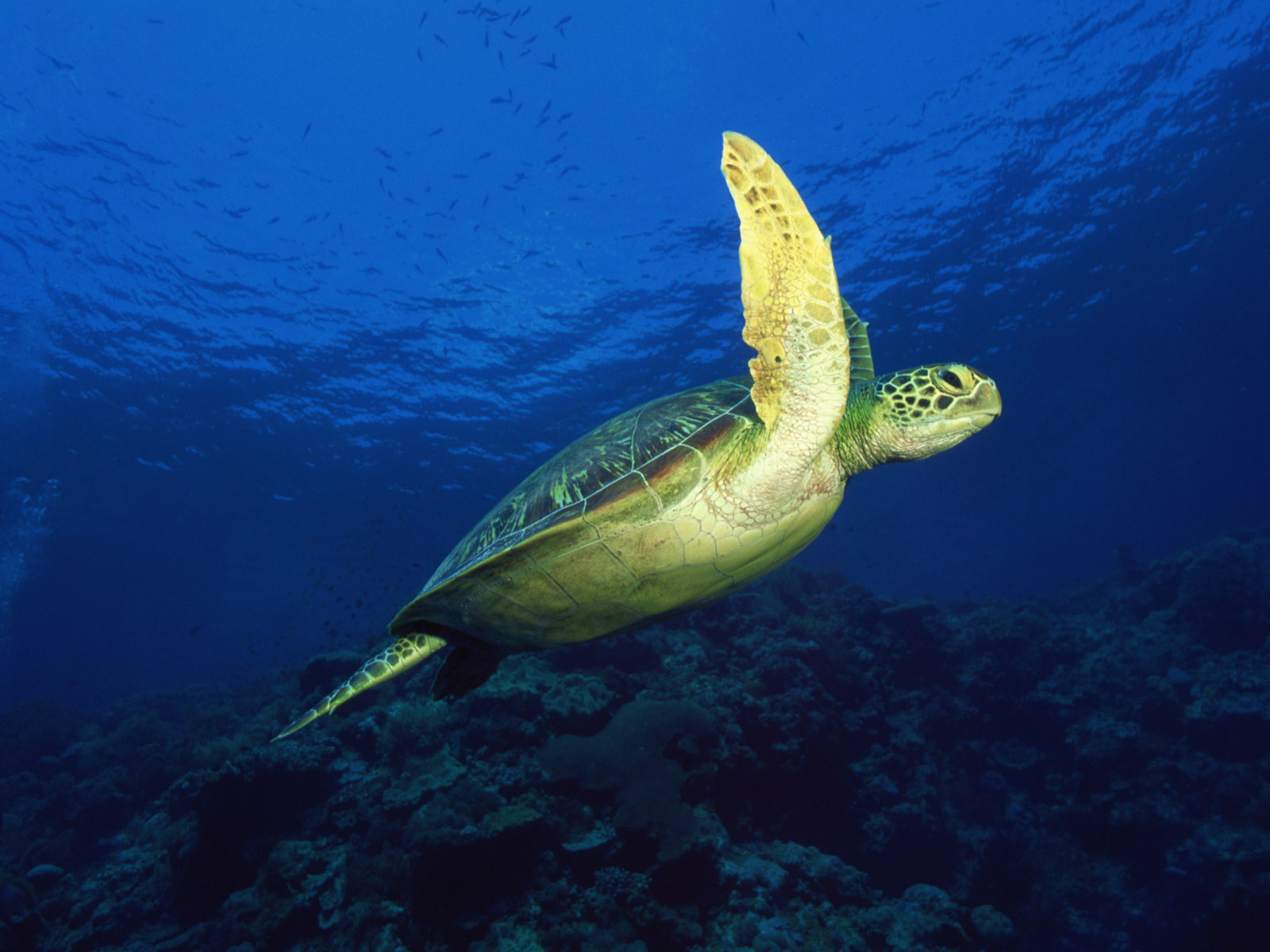 Turtle - Sea Turtle - HD Wallpaper 