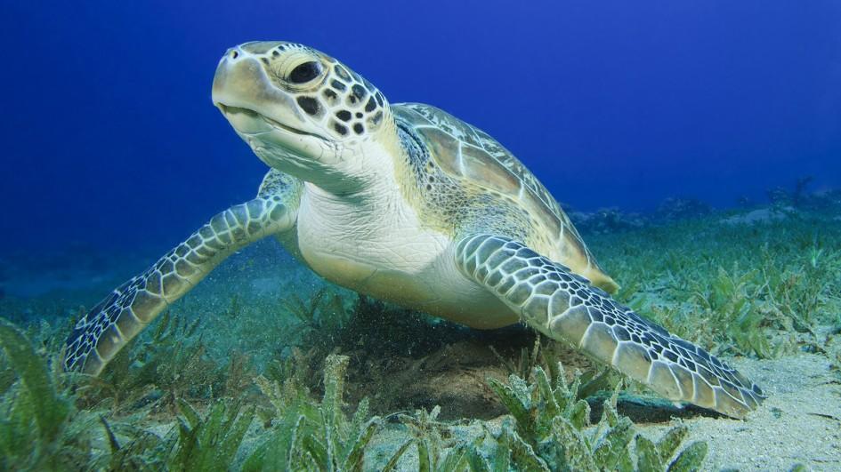 Green Sea Turtle - HD Wallpaper 