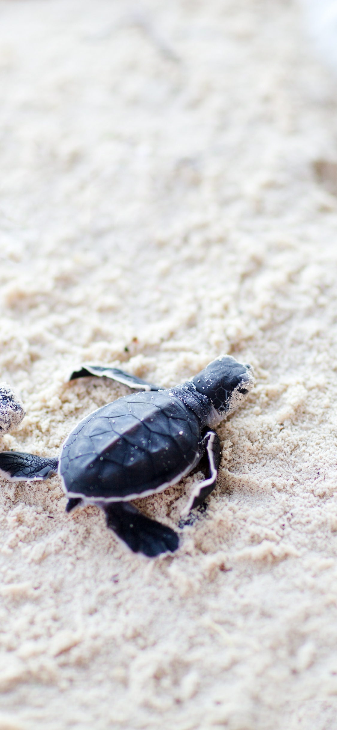 Cute, Baby, Turtles, Sand, Wallpaper - Cute Baby Turtle Background - HD Wallpaper 
