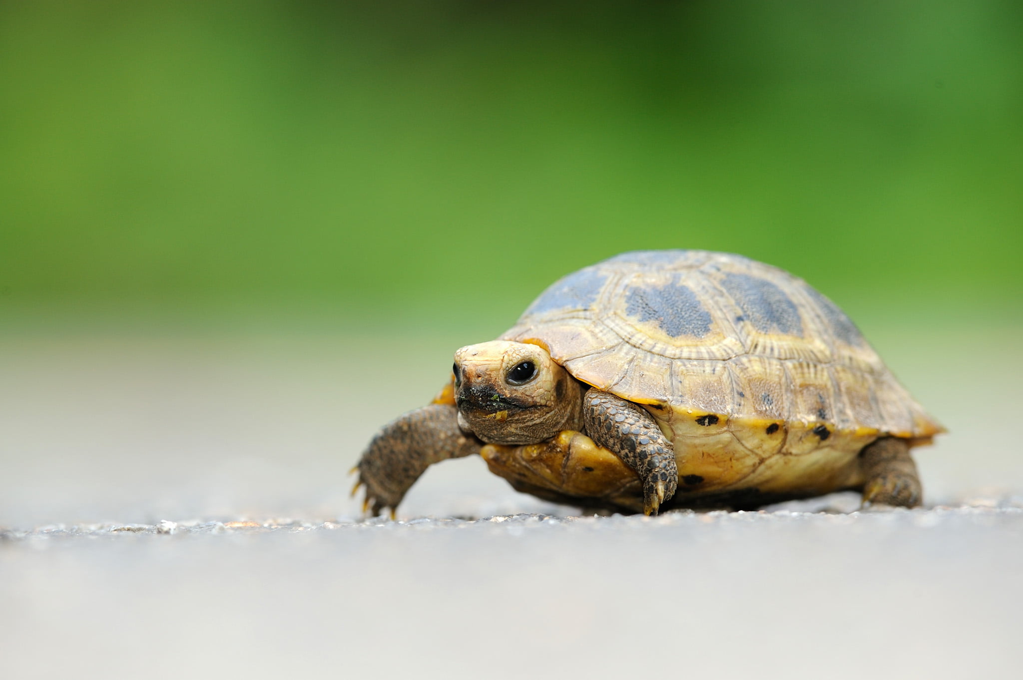 Tortoise Wallpaper Hd - HD Wallpaper 