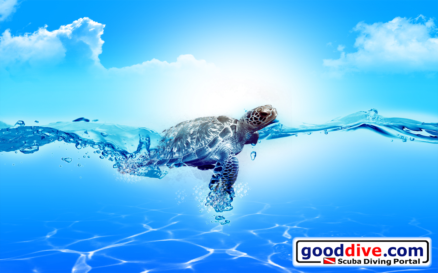 Wallpaper Turtle 1440 X - 1680 1050 - HD Wallpaper 