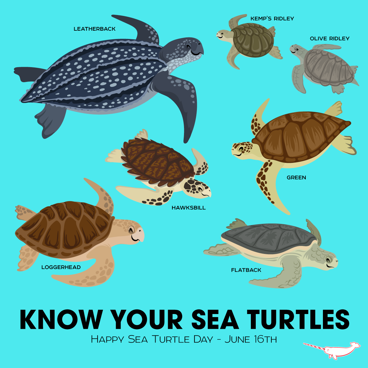 Know Your Sea Turtles - HD Wallpaper 