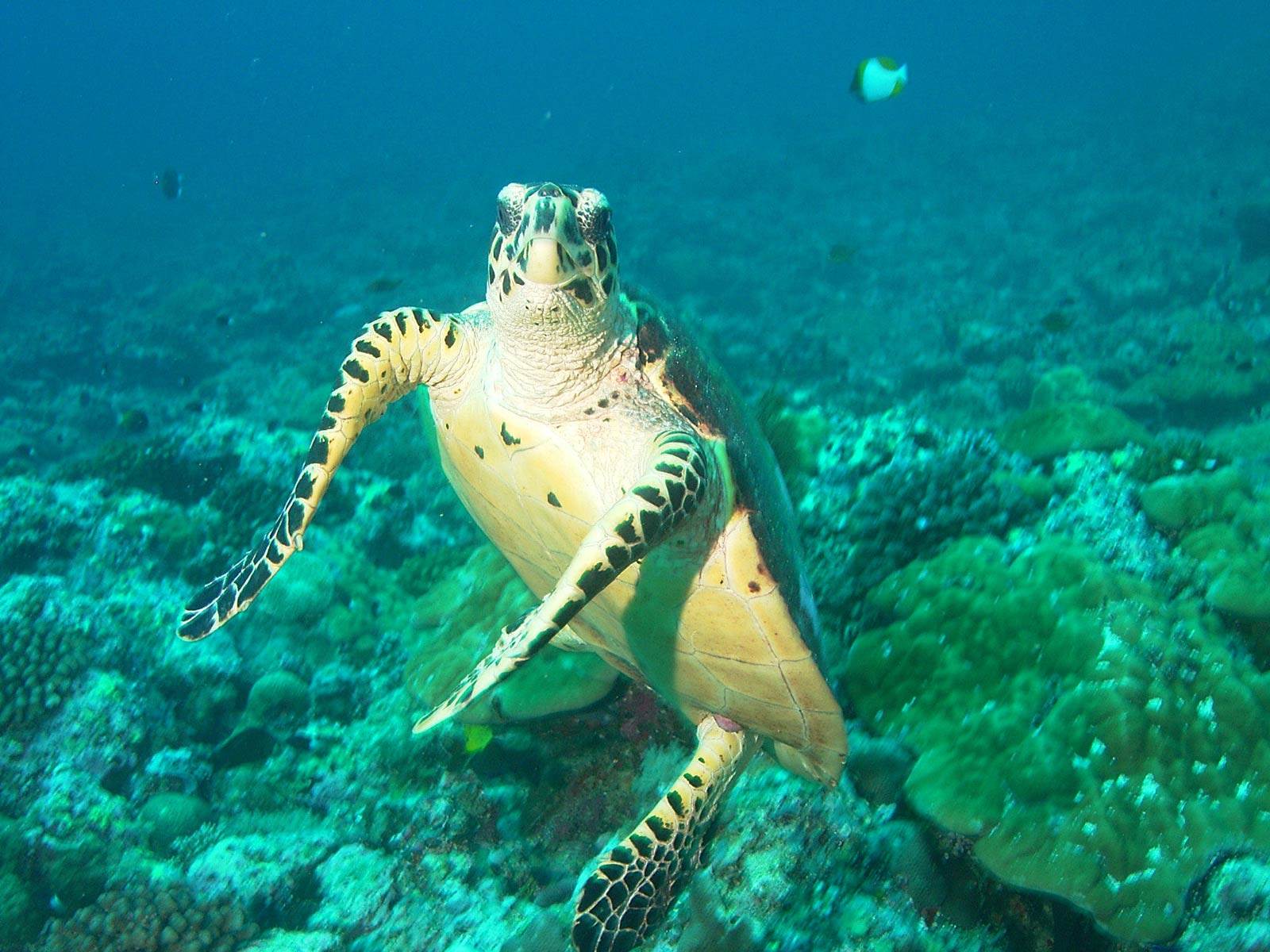 Turtle Hd Wallpapers Backgrounds Wallpaper - Psymmetrix And Other Animals - HD Wallpaper 