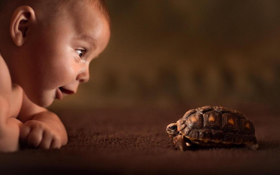 Baby Turtle Curiosity Wallpaper,baby Wallpaper,turtle - Baby Curiosity - HD Wallpaper 