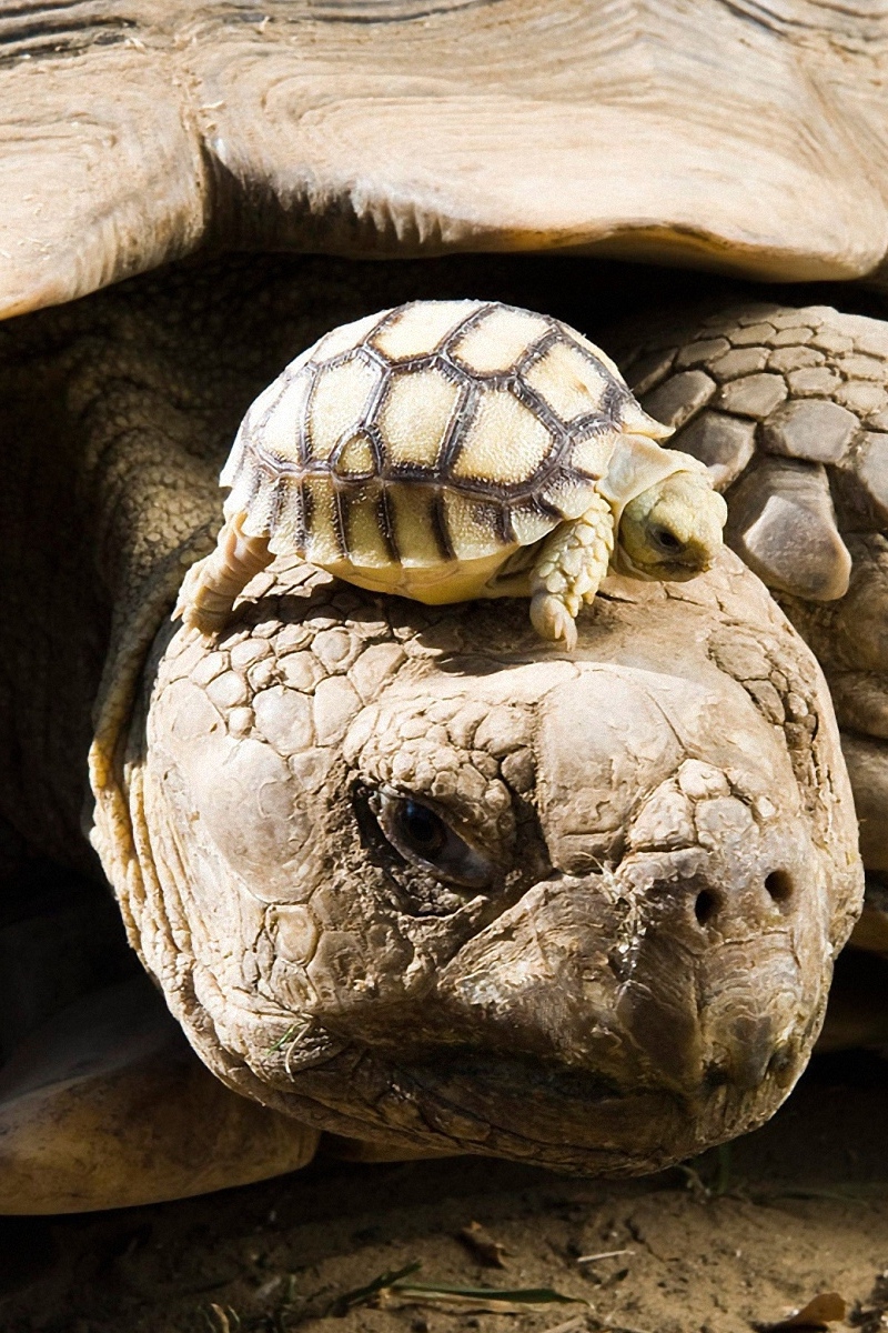 Wallpaper Turtle, Shell, Baby - Animals Mommy And Baby - HD Wallpaper 