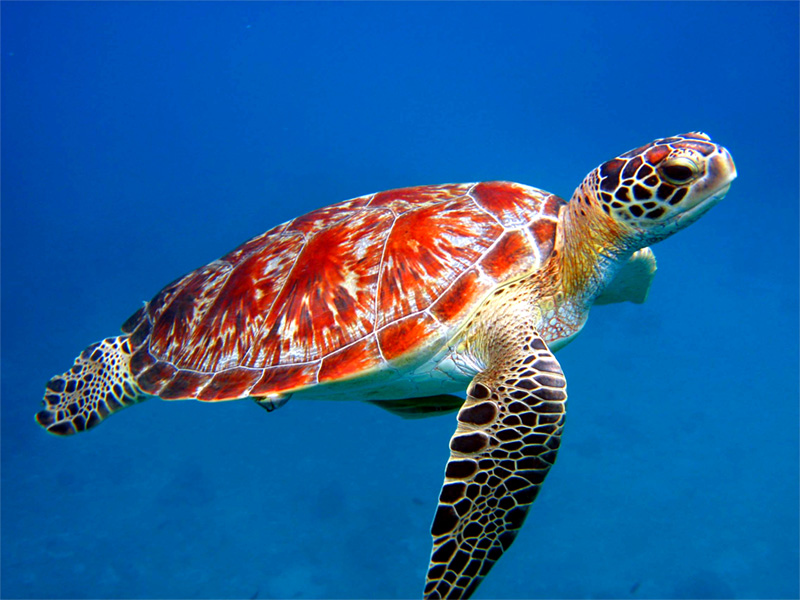 Images Of Sea Turtle - Red Sea Turtle - HD Wallpaper 