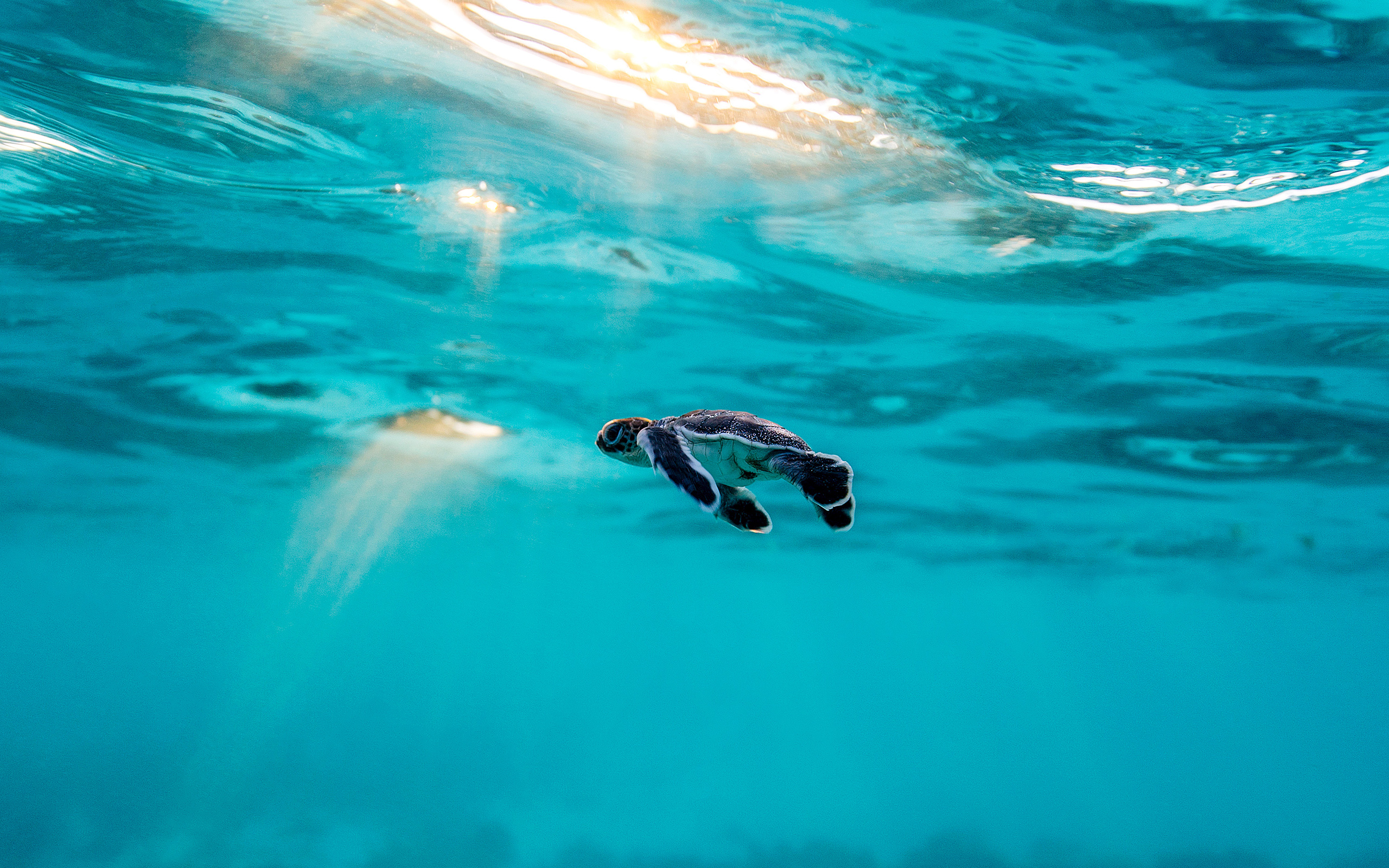 Little Turtle, Ocean, Baby Turtle, Underwater World, - Baby Turtles In The Ocean - HD Wallpaper 