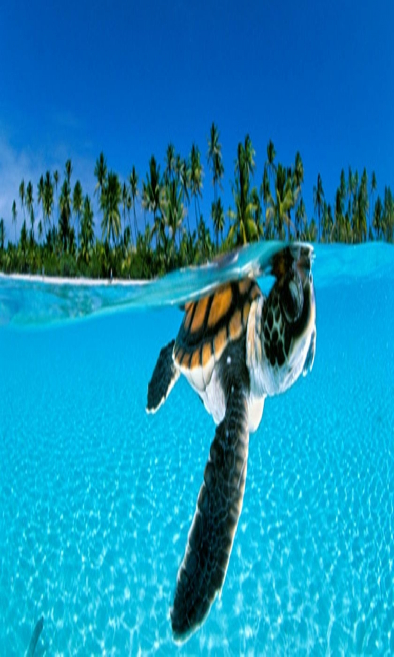 Hd Computer Backgrounds Animals - HD Wallpaper 