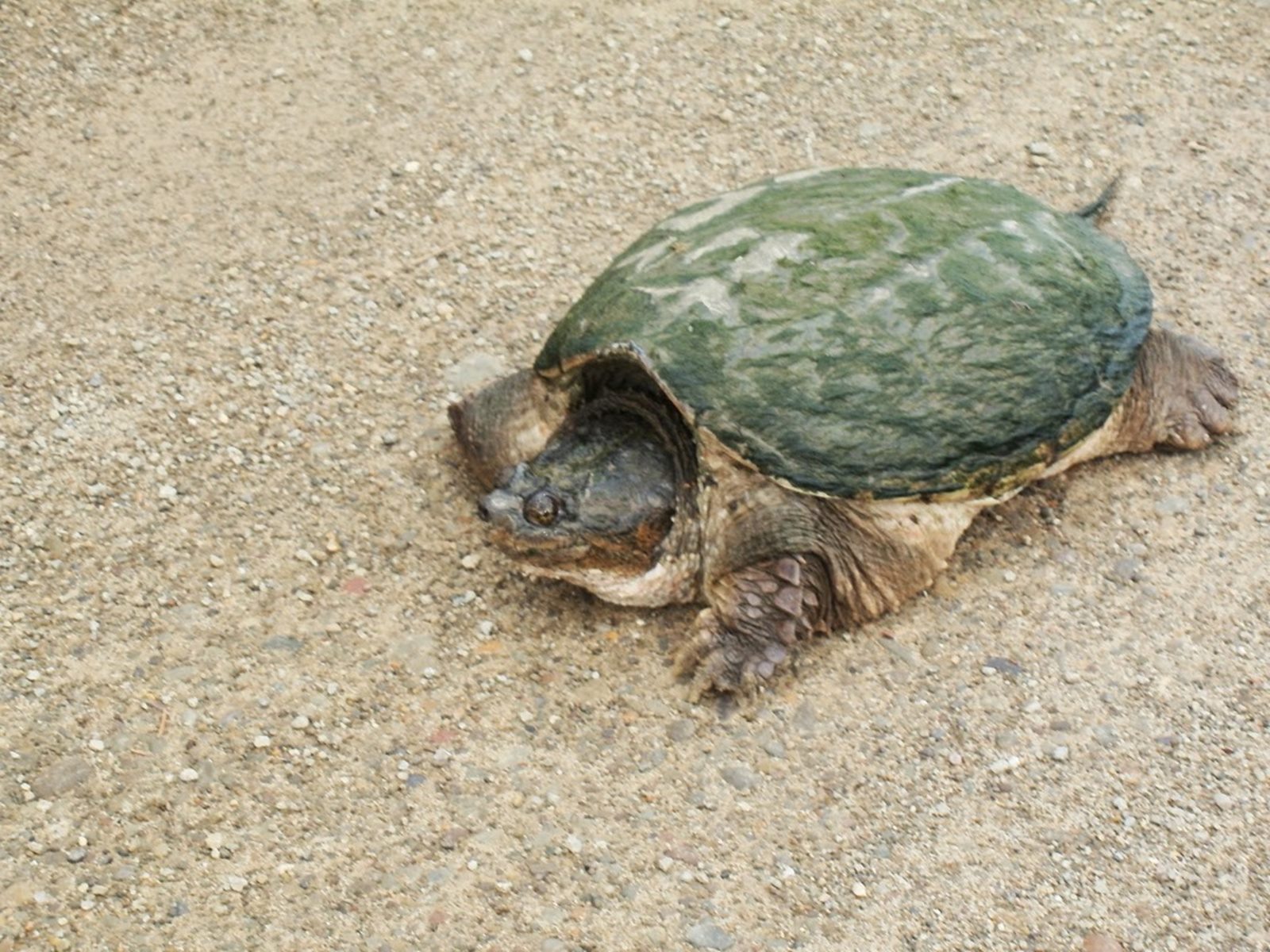 Baby Turtle Hd Wallpaper - Tortoise - HD Wallpaper 