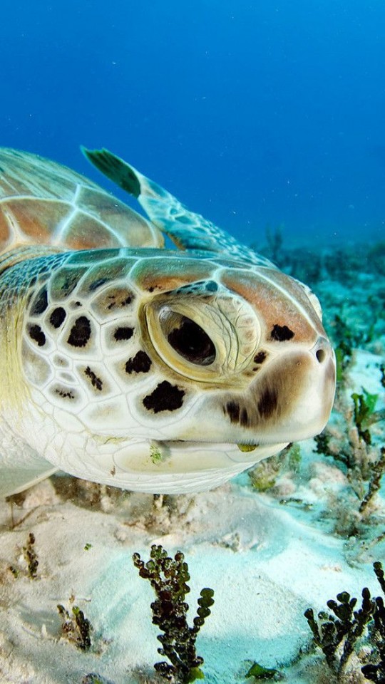 Hi Def Wallpaper Sea Turtle - HD Wallpaper 