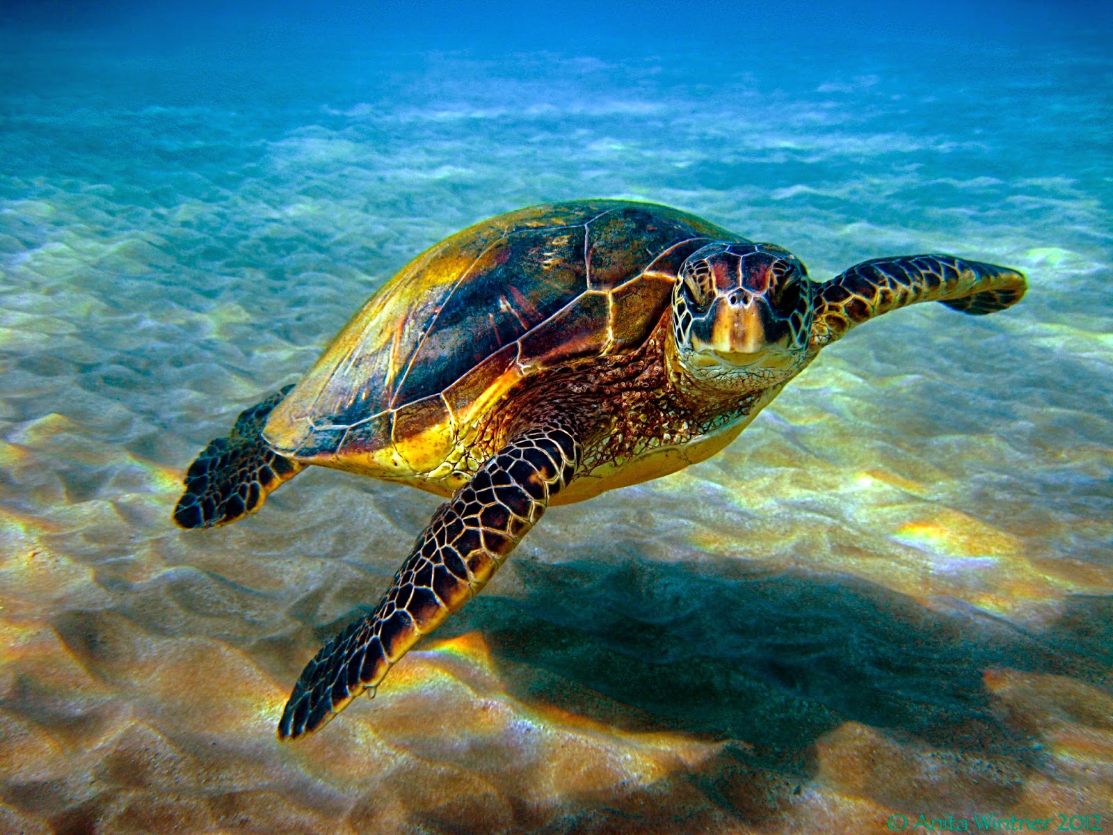 Sea Tutles Sunset World Actively Participates In Safeguarding - Green Sea Turtle Hawaii - HD Wallpaper 