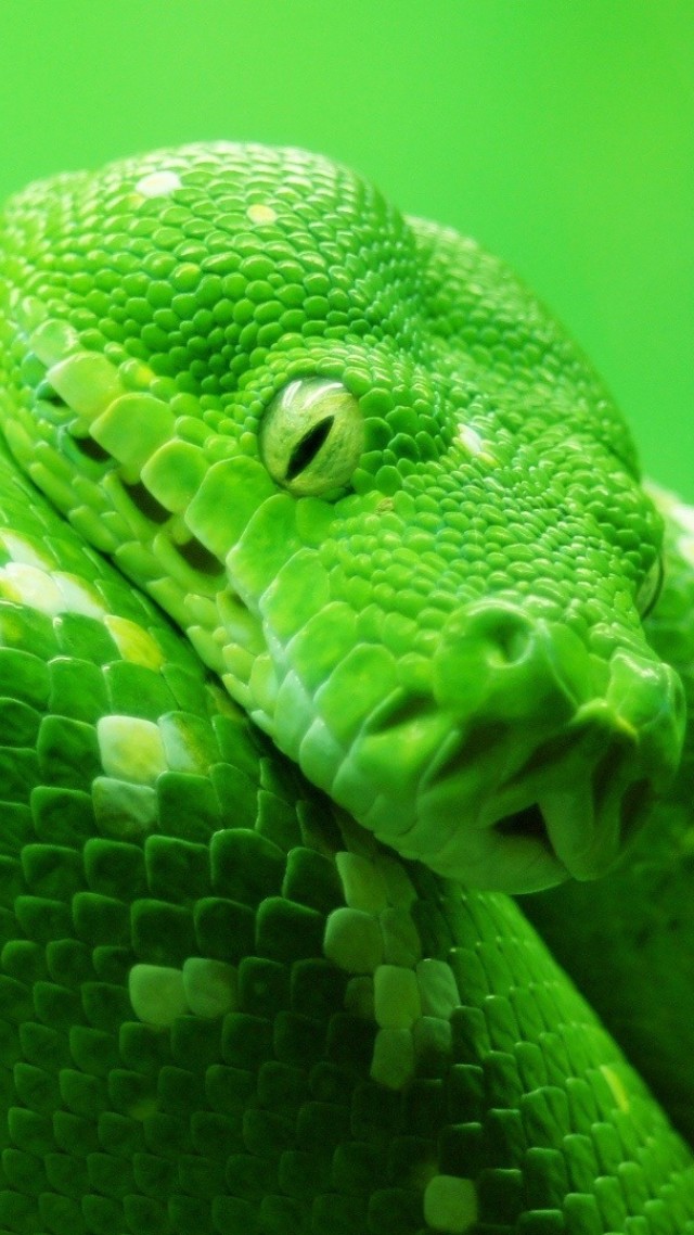Snake, Green, 4k - Green Snake Wallpaper Iphone - HD Wallpaper 